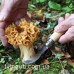 Грибной нож Opinel Champignon №8 VRI