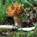 Грибной нож Opinel Champignon №8 VRI